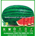 NW03 Jinchan oblong shape hybrid F1 watermelon seeds supplier
